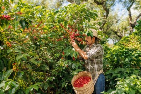 Coffee grower picking coffee cherries in Veracruz