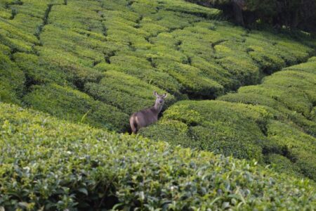 A deer walking through a tea plantation, looking back at the camera.