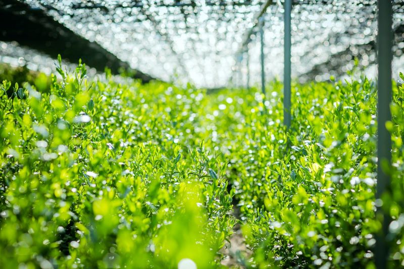 Tea field under canopy